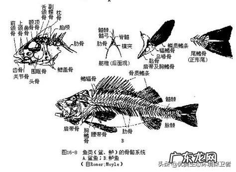 同样是在水里游，为什么一些鱼类左右摆尾而哺乳类是上下摆尾，哪个效率高，为什么？