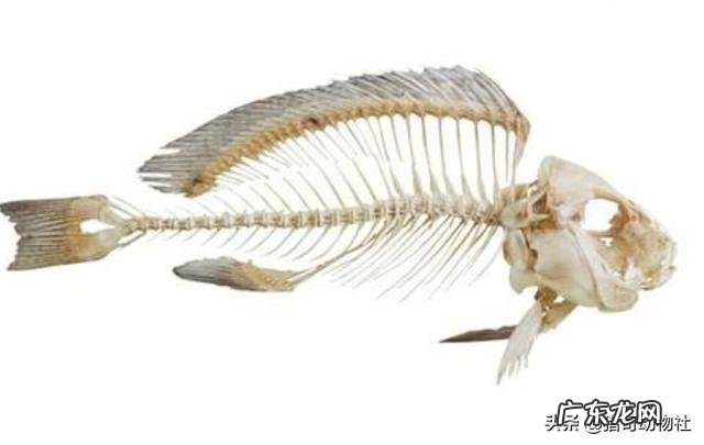 同样是在水里游,为什么一些鱼类左右摆尾而哺乳类是上下摆尾,哪个效率高,为什么?