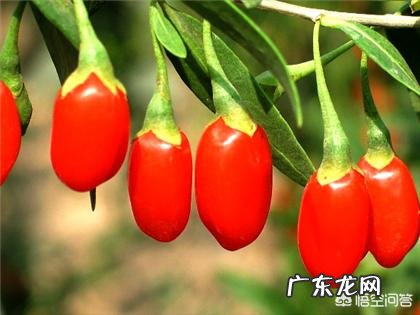 枸杞是中药吗？