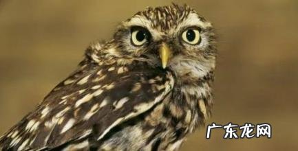 猫头鹰会主动攻击人么 猫头鹰会主动攻击人么吗