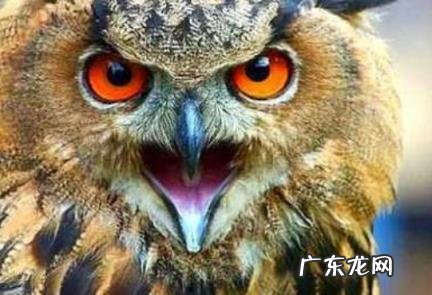 猫头鹰会主动攻击人么 猫头鹰会主动攻击人么吗