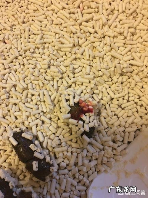 猫猫拉血是怎么了?