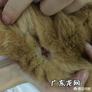 猫猫拉血是怎么了?