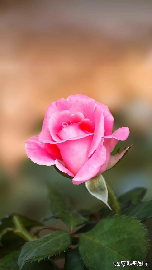 有哪些一针见血的能快速让人清醒的句子?