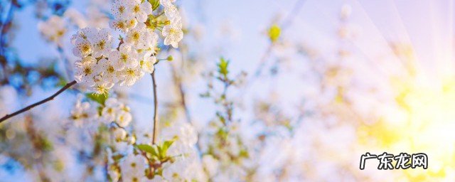 赞美阳光的简短唯美句子