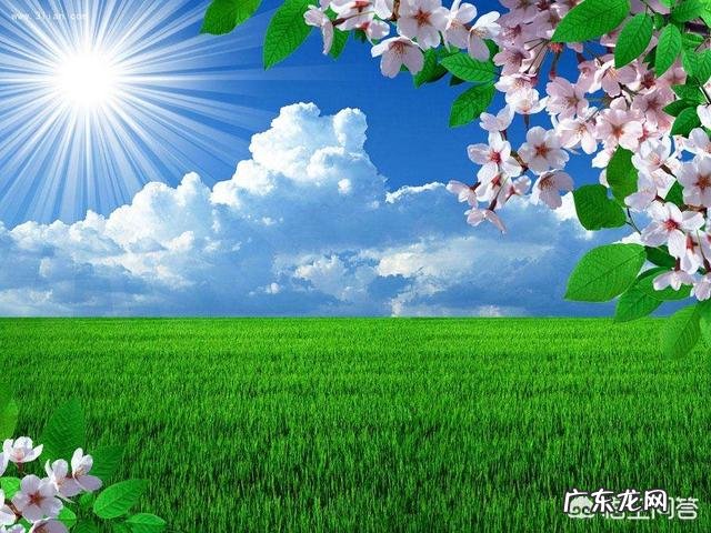 有哪些描写春天的诗句美文?