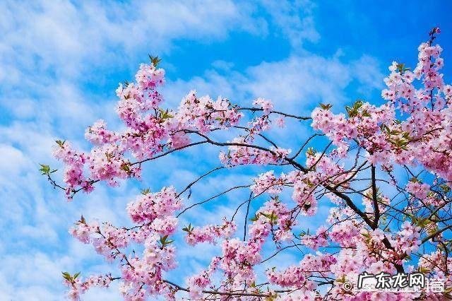 有哪些描写春天的诗句美文？