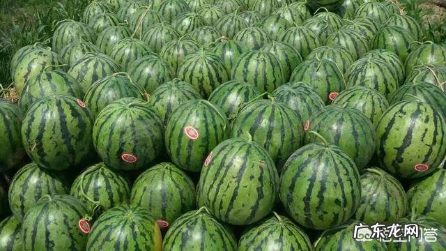 昨天买了个西瓜,大概20斤,50元没了,都不敢吃了,大家住在什么地方?西瓜多少钱?