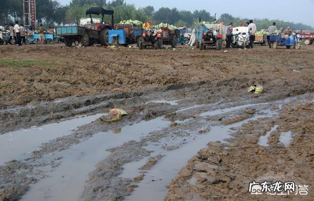 昨天买了个西瓜，大概20斤，50元没了，都不敢吃了，大家住在什么地方？西瓜多少钱？