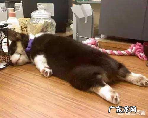 看狗狗的睡姿,就能知道它的性格吗?为什么?
