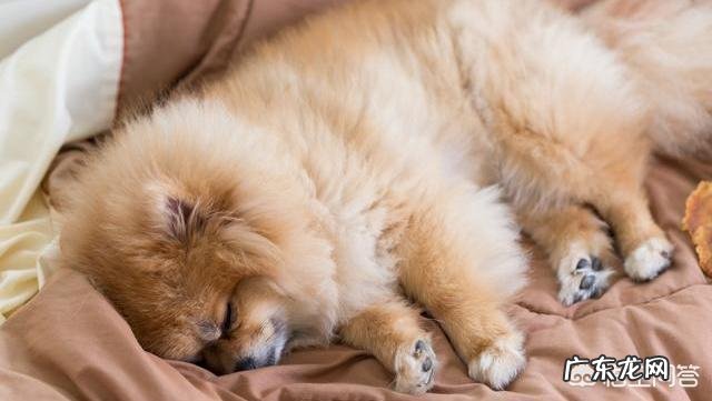 看狗狗的睡姿,就能知道它的性格吗?为什么?