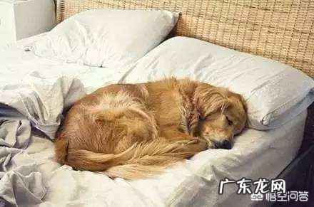 看狗狗的睡姿,就能知道它的性格吗?为什么?