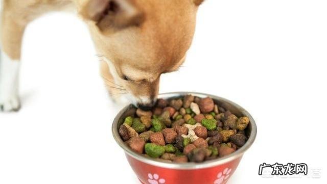 看狗狗的睡姿，就能知道它的性格吗？为什么？