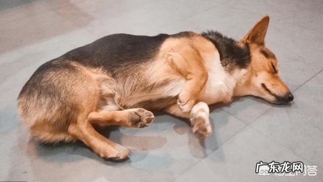 看狗狗的睡姿,就能知道它的性格吗?为什么?