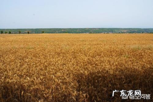 如何看待女博士石嫣回农村种地?