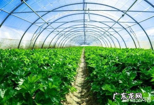 如何看待女博士石嫣回农村种地?