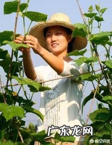 如何看待女博士石嫣回农村种地?