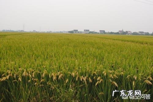 如何看待女博士石嫣回农村种地?