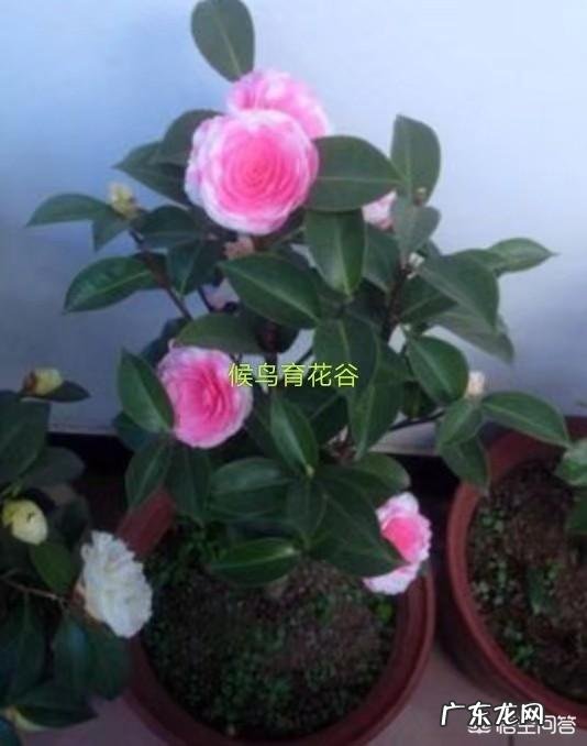 茶花种植应该注意哪些方面?叶片枯黄怎么办?