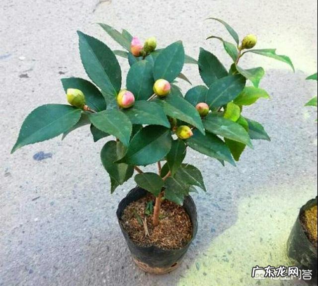 茶花种植应该注意哪些方面？叶片枯黄怎么办？