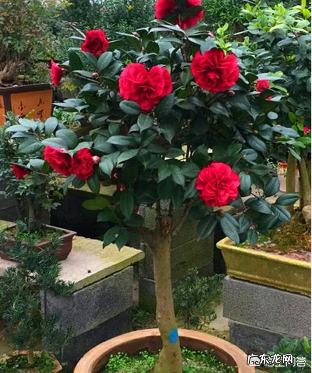 茶花种植应该注意哪些方面？叶片枯黄怎么办？