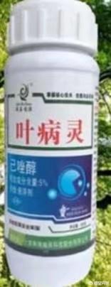 茶花种植应该注意哪些方面?叶片枯黄怎么办?