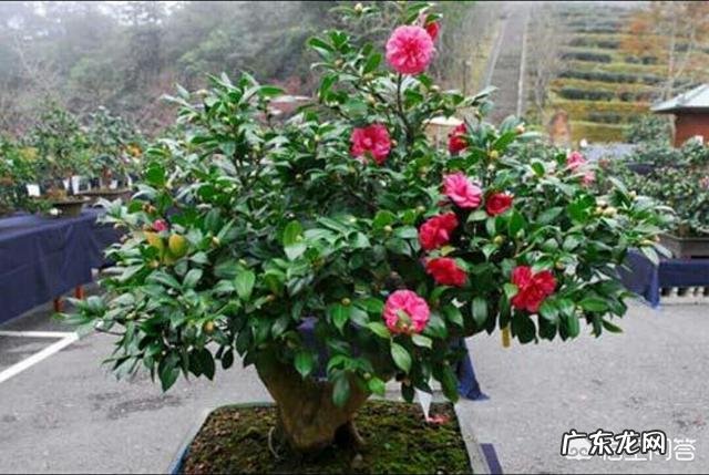 茶花种植应该注意哪些方面？叶片枯黄怎么办？