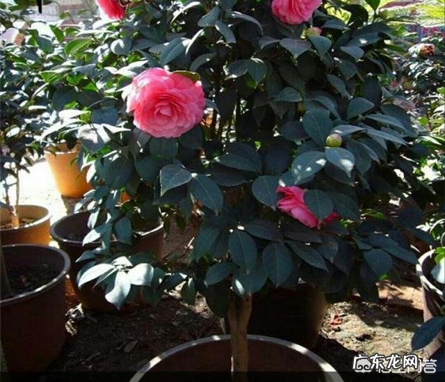 茶花种植应该注意哪些方面？叶片枯黄怎么办？