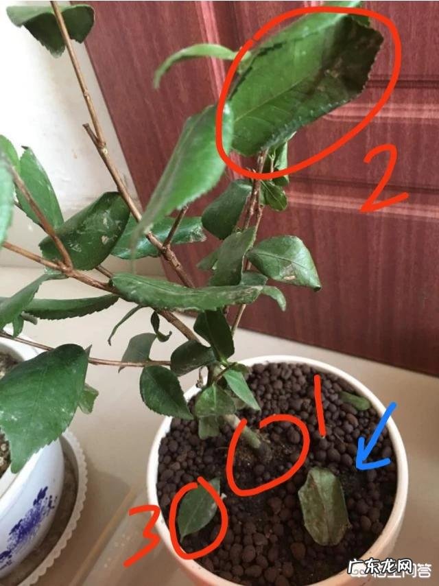 茶花种植应该注意哪些方面?叶片枯黄怎么办?