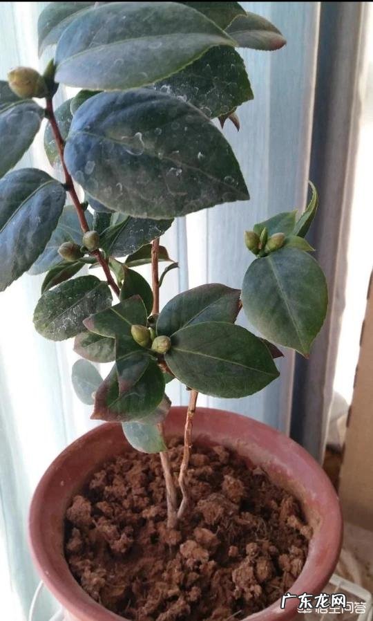 茶花种植应该注意哪些方面?叶片枯黄怎么办?