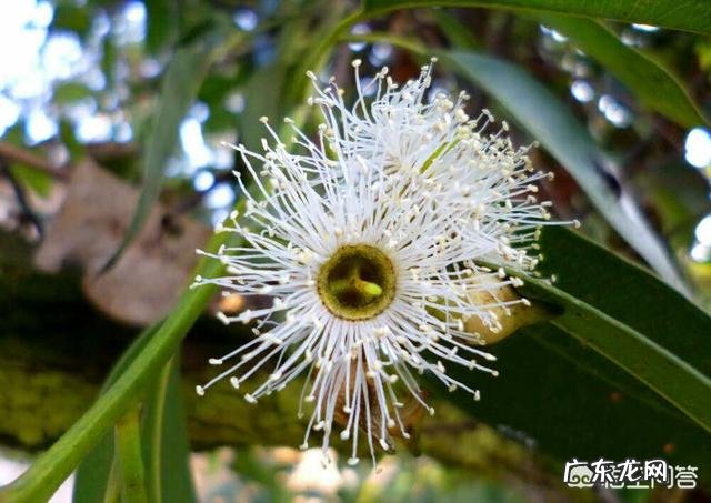 蜜蜂会选择哪些花采蜜?