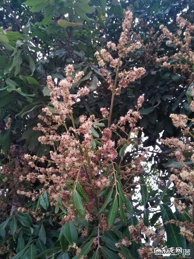 蜜蜂会选择哪些花采蜜?