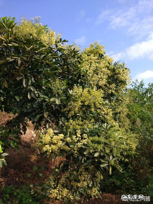 蜜蜂会选择哪些花采蜜?