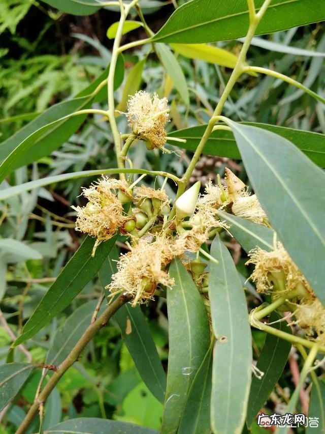 蜜蜂会选择哪些花采蜜?