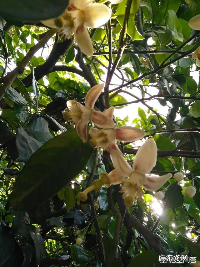 蜜蜂会选择哪些花采蜜?