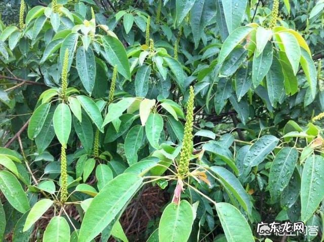 蜜蜂会选择哪些花采蜜?