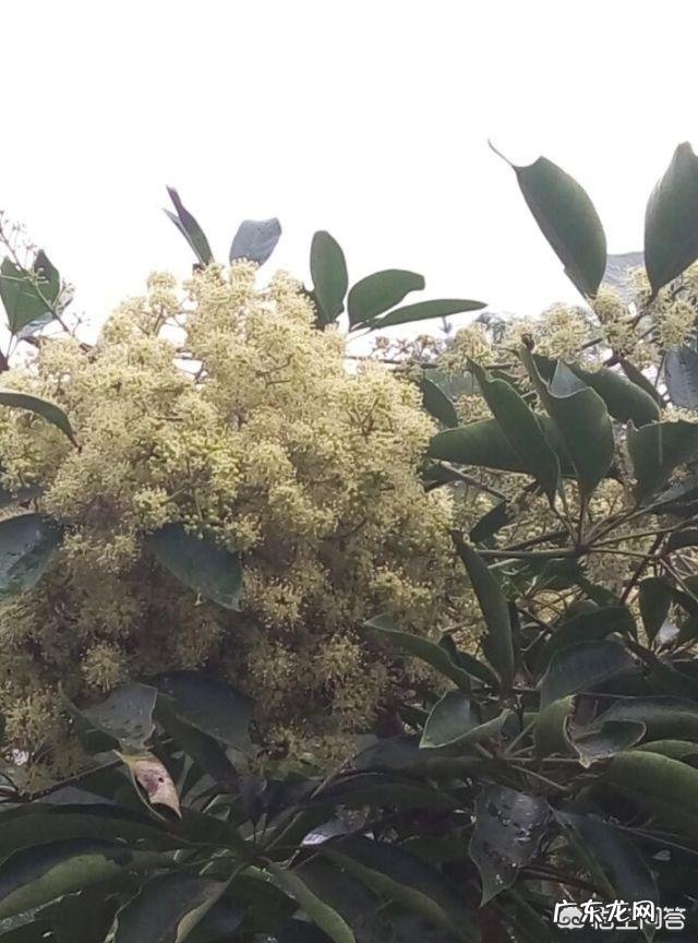 蜜蜂会选择哪些花采蜜?