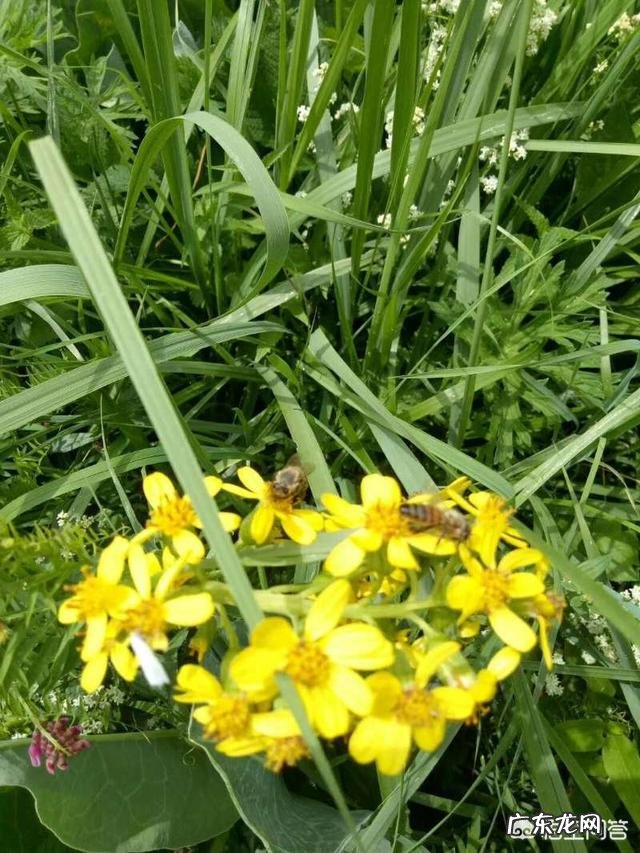 蜜蜂会选择哪些花采蜜?