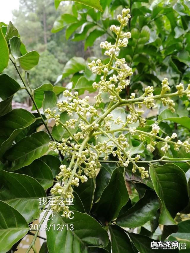 蜜蜂会选择哪些花采蜜?