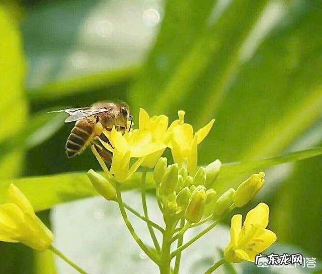 蜜蜂会选择哪些花采蜜?