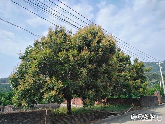 蜜蜂会选择哪些花采蜜?