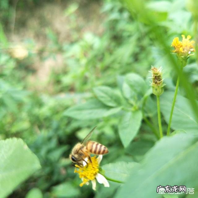 蜜蜂会选择哪些花采蜜?