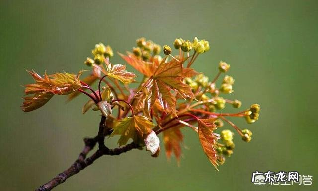 蜜蜂会选择哪些花采蜜?