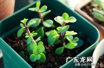 金枝玉叶花最快繁殖方法是什么？