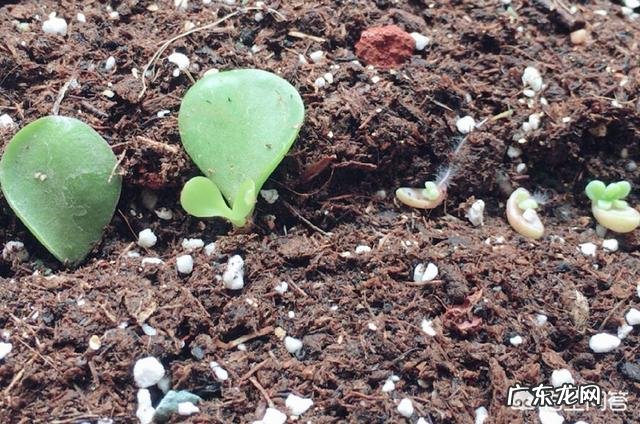 金枝玉叶花最快繁殖方法是什么?