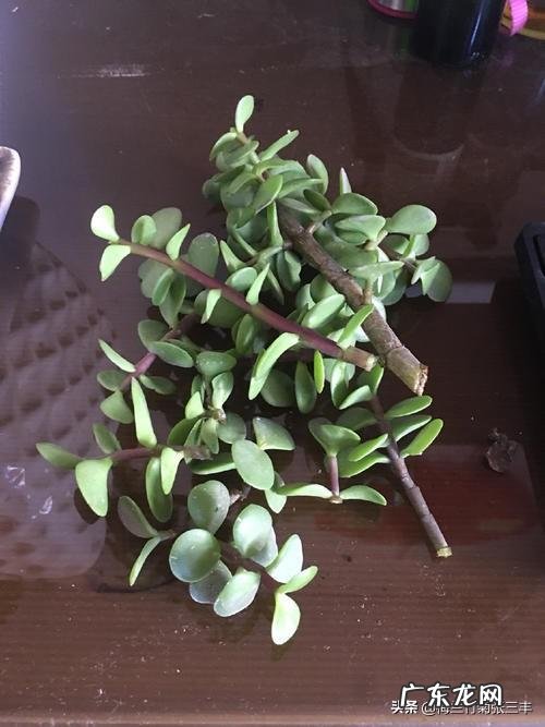 金枝玉叶花最快繁殖方法是什么？