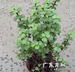 金枝玉叶花最快繁殖方法是什么？