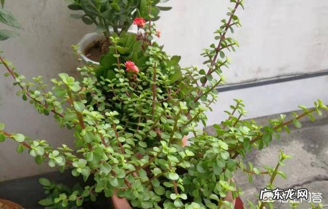 金枝玉叶花最快繁殖方法是什么?