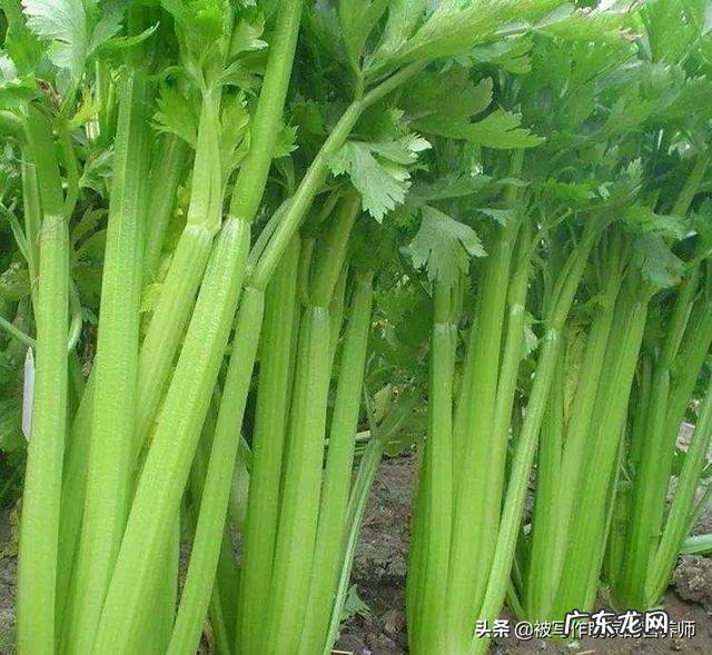芹菜有什么营养价值?