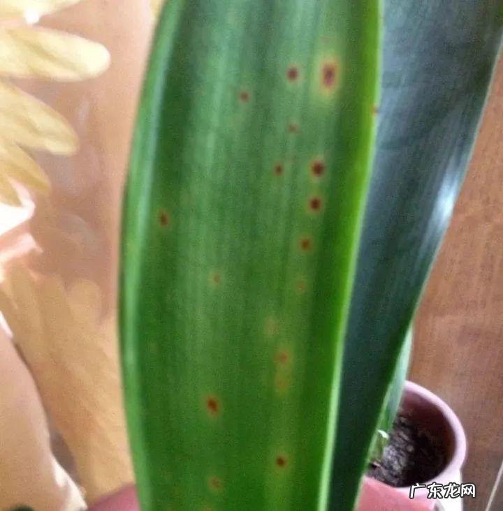 达克宁软膏的作用说明书 达克宁软膏的作用与功效